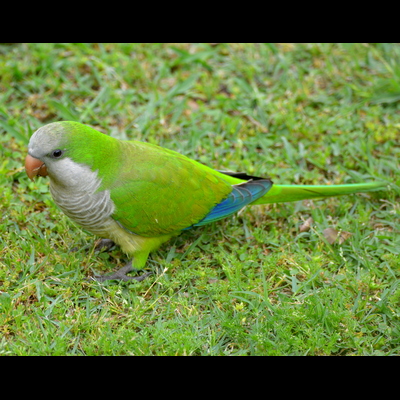 Monk Parakeet (3)